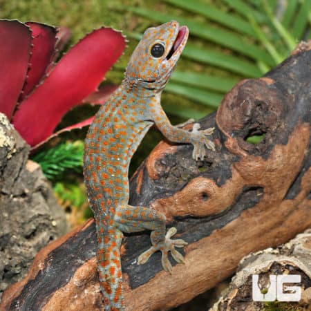 Tokay Geckos (Gekko gecko) for sale