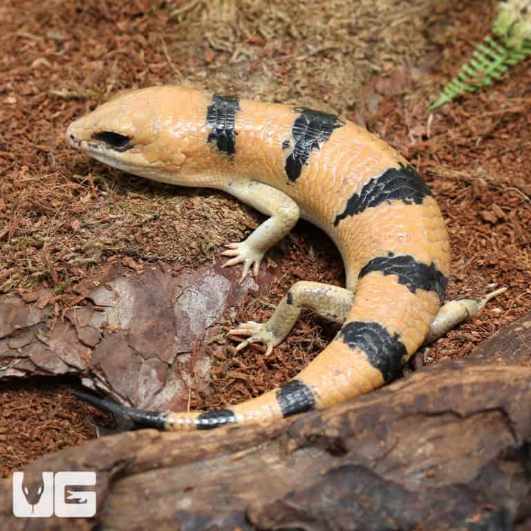 Peter's Banded Skinks (Scincopus fasciatus) For Sale Underground Reptiles