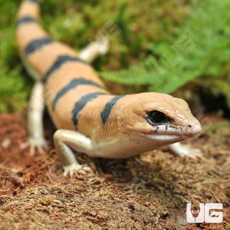Peter's Banded Skinks (Scincopus fasciatus) For Sale Underground Reptiles