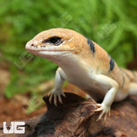 Peter's Banded Skinks (Scincopus fasciatus) For Sale - Underground Reptiles