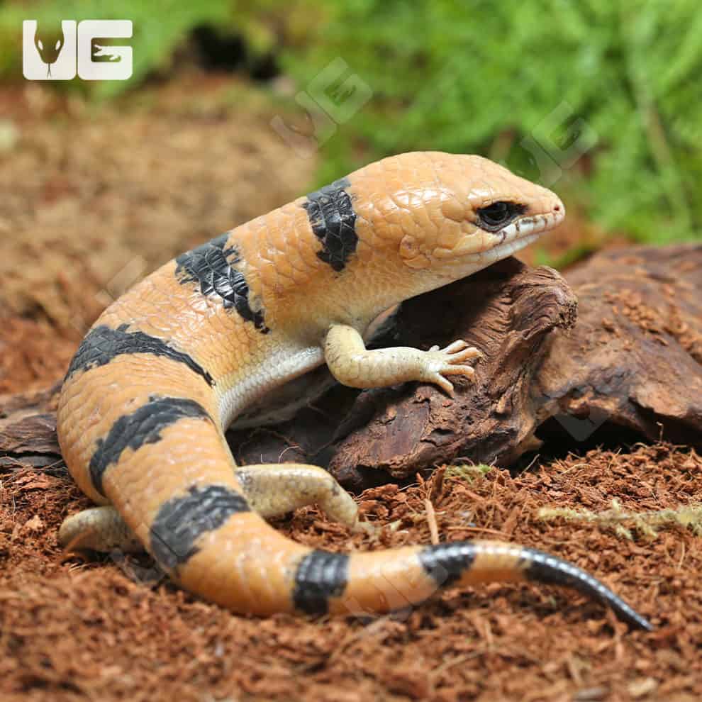 Peter's Banded Skinks (Scincopus fasciatus) For Sale Underground Reptiles
