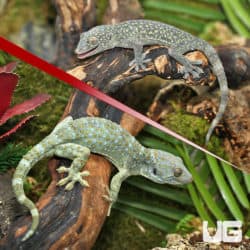 Platinum Tokay Gecko Pair (Gekko gecko) For Sale - Underground Reptiles