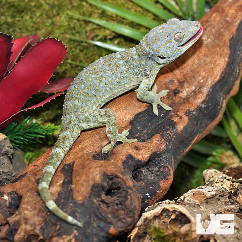 Other Geckos For Sale - Underground Reptiles