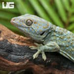 Platinum Tokay Gecko Pair (Gekko gecko) For Sale - Underground Reptiles