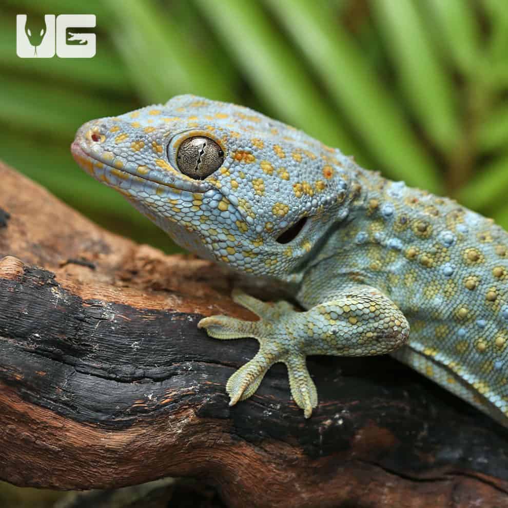 Platinum Tokay Geckos for sale Underground Reptiles