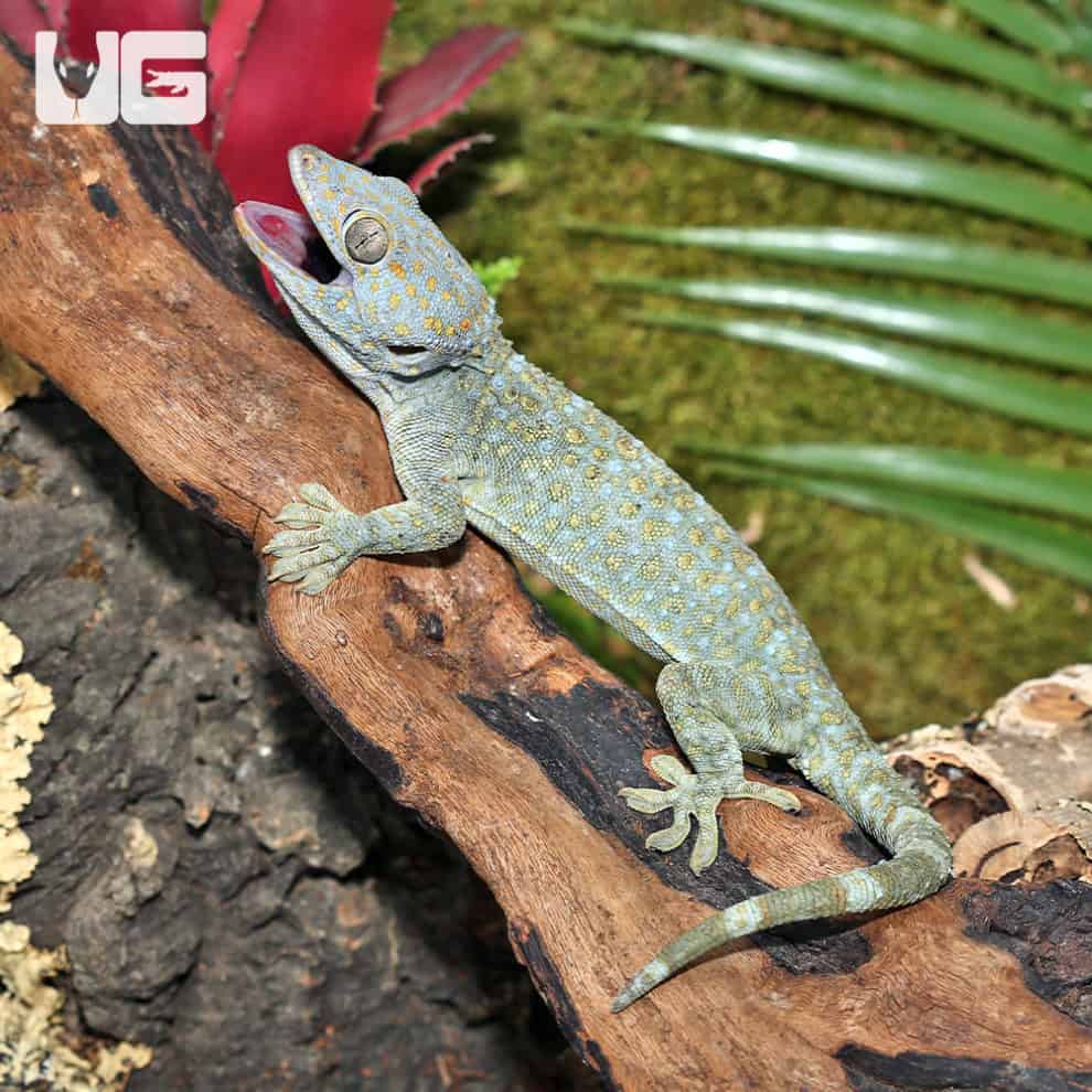 Platinum Tokay Geckos for sale - Underground Reptiles