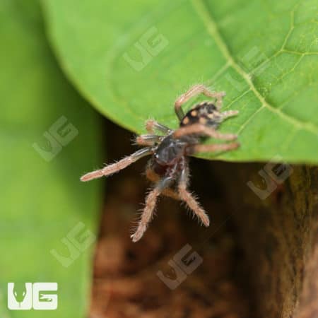 Pumpkin Patch Tarantula (hapalopus formosus) For Sale - Underground Reptiles