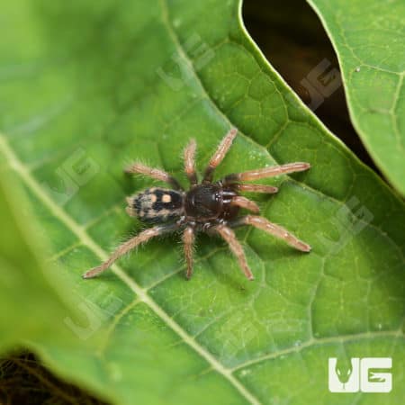 Pumpkin Patch Tarantula (hapalopus formosus) For Sale - Underground Reptiles