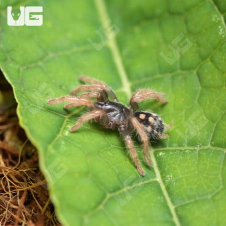 Pumpkin Patch Tarantula (hapalopus formosus) For Sale - Underground Reptiles