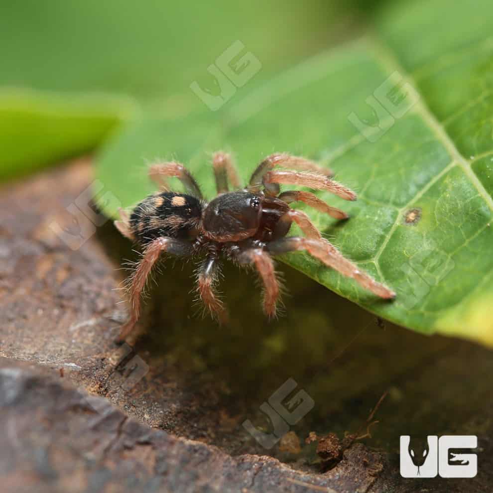 Pumpkin Patch Tarantula hapalopus Formosus For Sale Underground Pumpkin patch tarantula hapalopus formosus for sale underground