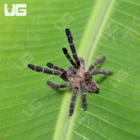 Purple Earth Tiger Tarantula (Cyriopagopus sp hati hati) For Sale - Underground Reptiles