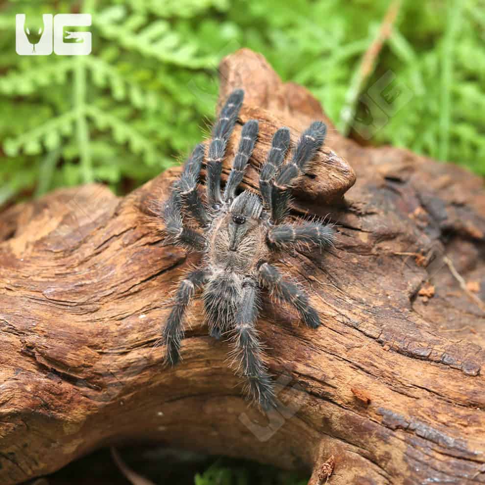 The Captivating Beauty of the Purple Earth Tiger Tarantula – A Journey into Its World