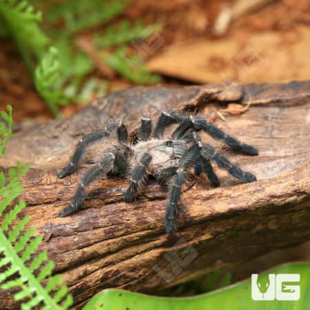 Purple Earth Tiger Tarantula (Cyriopagopus sp hati hati) For Sale - Underground Reptiles