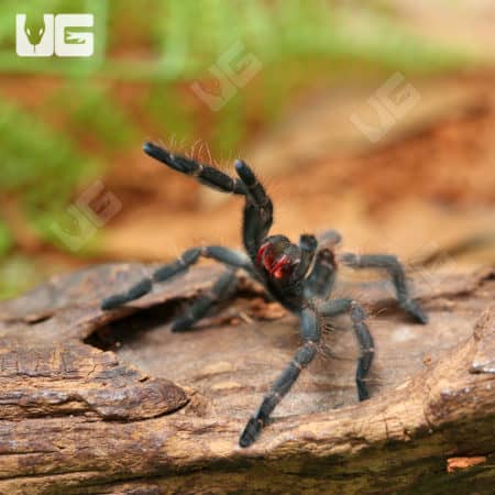 Purple Earth Tiger Tarantula (Cyriopagopus sp hati hati) For Sale - Underground Reptiles