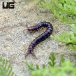 Purple Twin Tail Centipede (Sterropristes Violaceus) For Sale - Underground Reptiles
