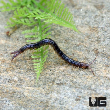 Purple Twin Tail Centipede (Sterropristes Violaceus) For Sale - Underground Reptiles