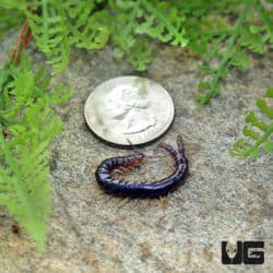Purple Twin Tail Centipede (Sterropristes Violaceus) For Sale - Underground Reptiles