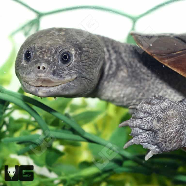 Adult Reimann's Snake Neck Turtles For Sale - Underground Reptiles