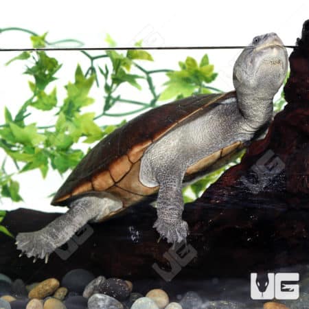Reimann's Snake Neck Turtle (Chelodina Reimanni) For Sale - Underground Reptiles