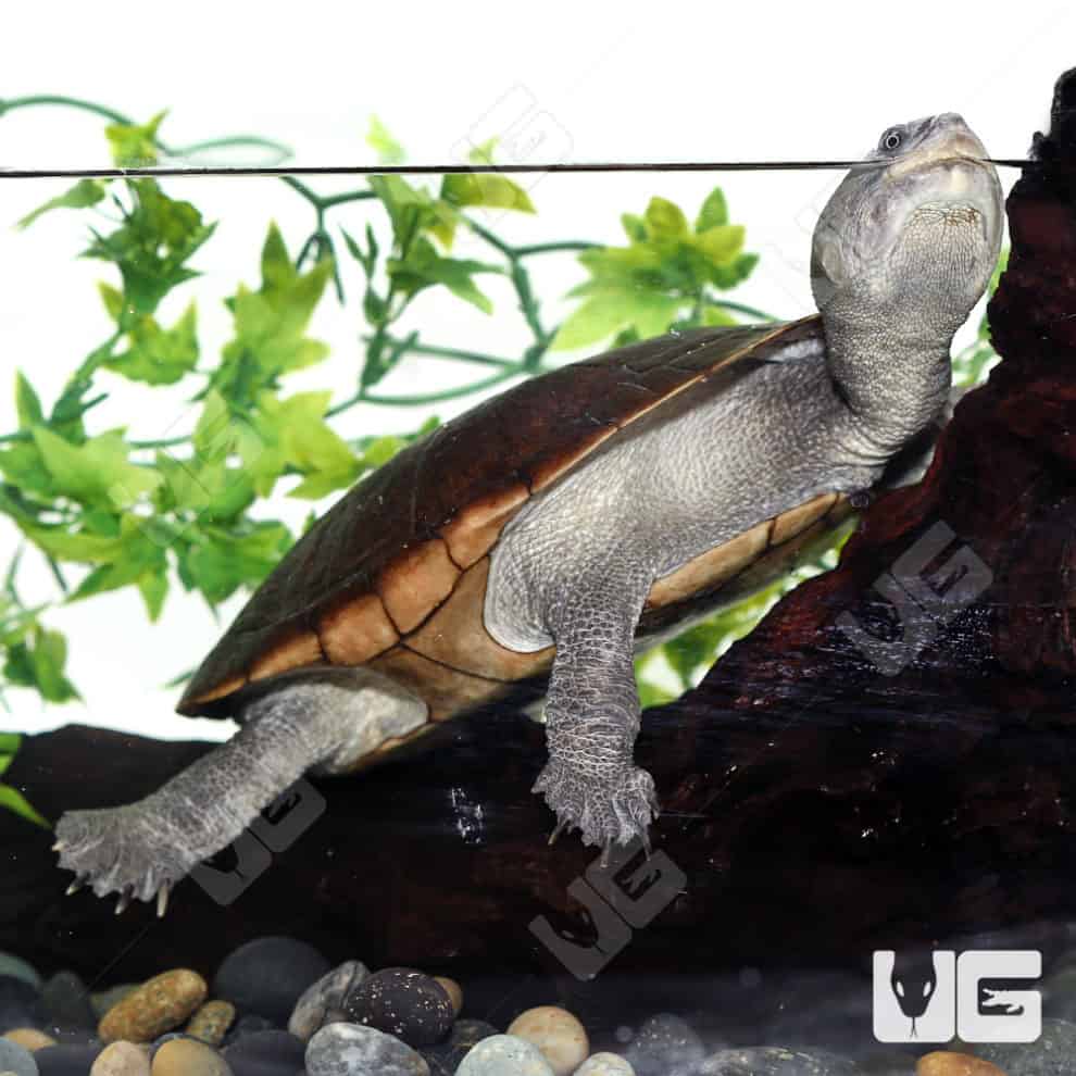 Adult Reimann's Snake Neck Turtles For Sale - Underground Reptiles