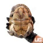 Reimann's Snake Neck Turtle (Chelodina Reimanni) For Sale - Underground Reptiles