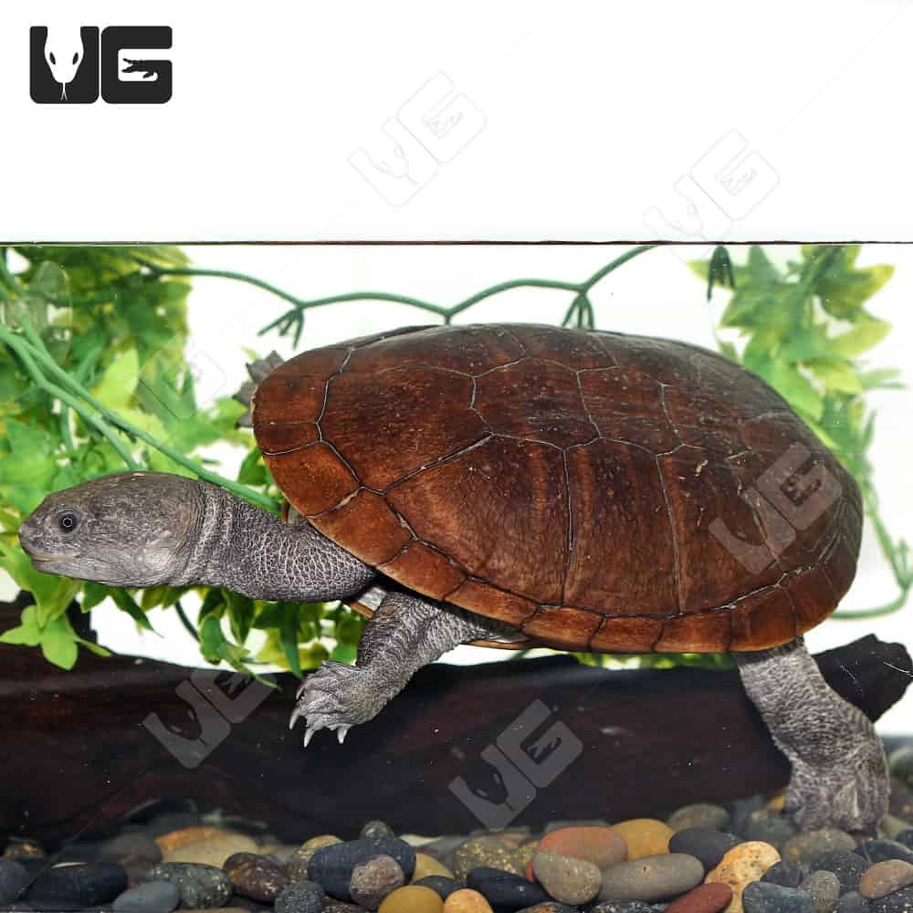 Reimann's Snake Neck Turtle (Chelodina Reimanni) For Sale - Underground Reptiles