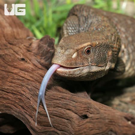 Savannah Monitors (Varanus exanthematicus) For Sale - Underground Reptiles