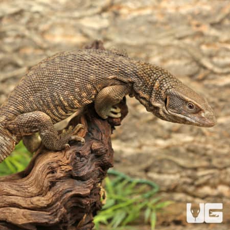 Savannah Monitors (Varanus exanthematicus) For Sale - Underground Reptiles