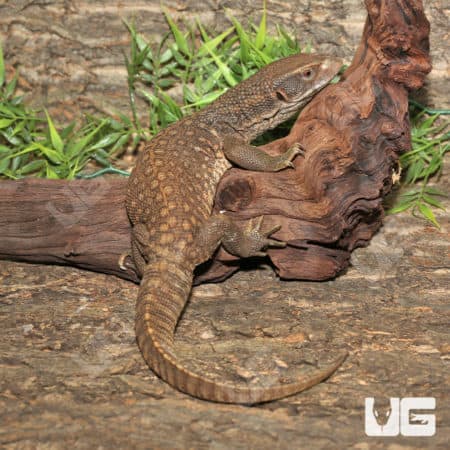 Savannah Monitors (Varanus exanthematicus) For Sale - Underground Reptiles