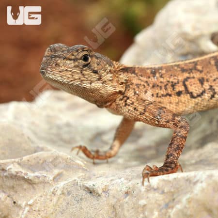 Senegal Agamas (Agama sankaranica) for sale