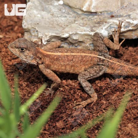 Senegal Agamas (Agama sankaranica) for sale