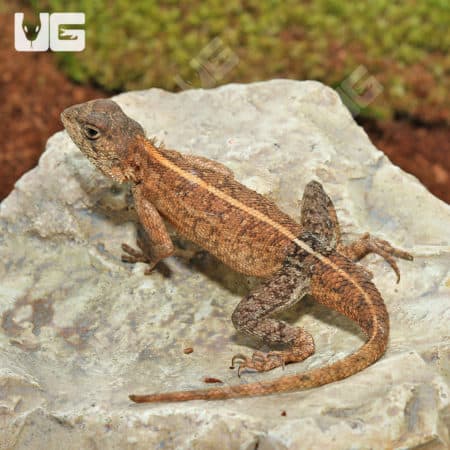 Senegal Agamas (Agama sankaranica) for sale