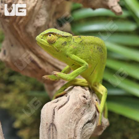 Senegal Chameleons (Chamaeleo senegalensis) For Sale - Underground Reptiles