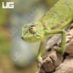 Senegal Chameleons (Chamaeleo senegalensis) For Sale - Underground Reptiles