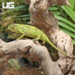 Senegal Chameleons (Chamaeleo senegalensis) For Sale - Underground Reptiles