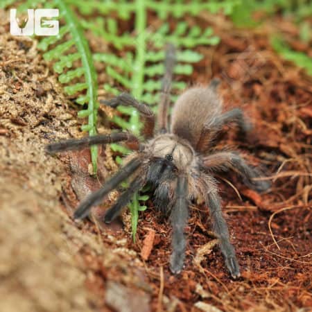 Socotra Island Blue Baboon Tarantulas (Monocentrophus balfouri) for sale