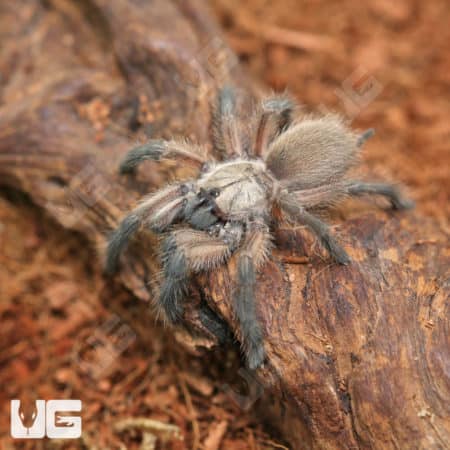 Socotra Island Blue Baboon Tarantulas (Monocentrophus balfouri) for sale