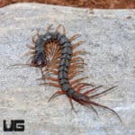 Solomon Island Centipede (Scolopendra metueda) for sale