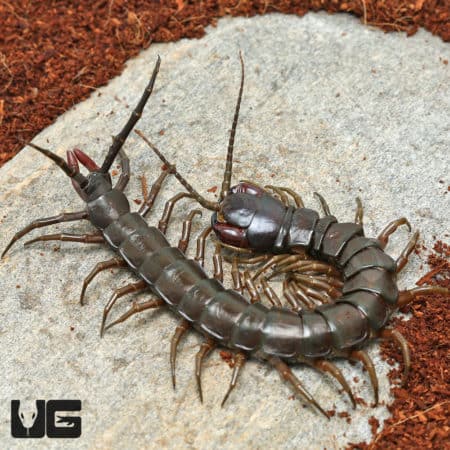 Solomon Island Giant Black Centipede (Ethmostigmus Rubripes Platycephalus) for sale