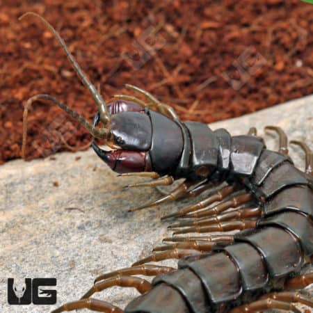 Solomon Island Giant Black Centipede (Ethmostigmus Rubripes Platycephalus) for sale