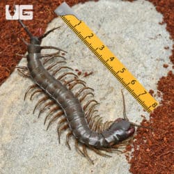 Solomon Island Giant Black Centipede (Ethmostigmus Rubripes Platycephalus) for sale