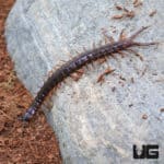 Solomon Island Purple Centipede (Ethmostigmus rubripes) for sale