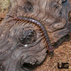 Solomon Island Purple Centipede (Ethmostigmus rubripes) for sale