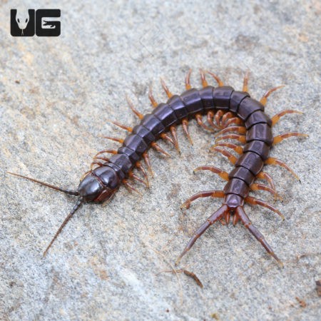 Solomon Island Purple Centipede (Ethmostigmus rubripes) for sale