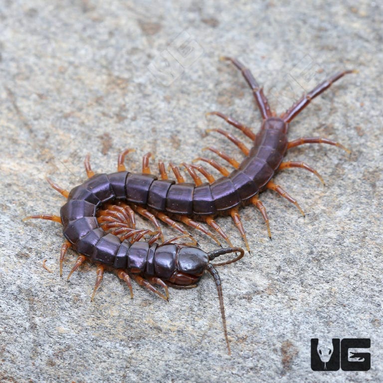 Solomon Island Purple Centipede for sale - Underground Reptiles