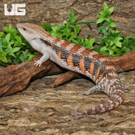 Northern Blue Tongue Skinks (T. scincoides intermedia) for sale