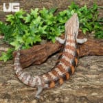 Northern Blue Tongue Skinks (T. scincoides intermedia) for sale