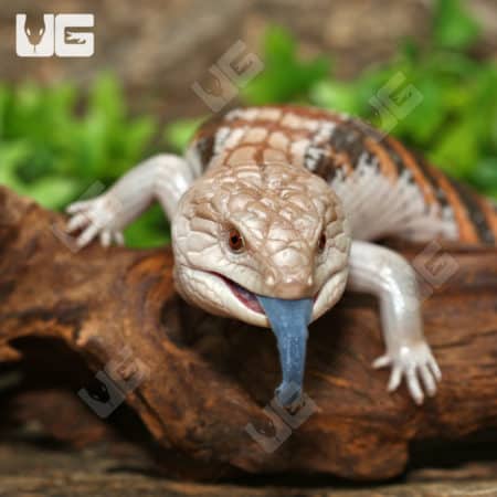 Northern Blue Tongue Skinks (T. scincoides intermedia) for sale
