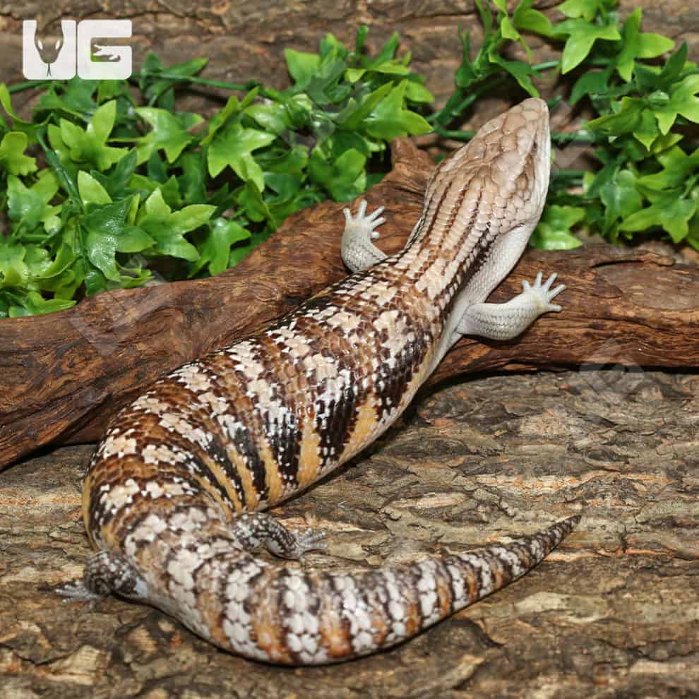 Baby Northern Blue Tongue Skinks For Sale Underground Reptiles