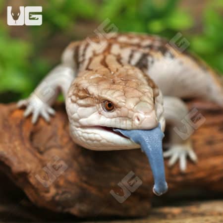 Northern Blue Tongue Skinks (T. scincoides intermedia) for sale